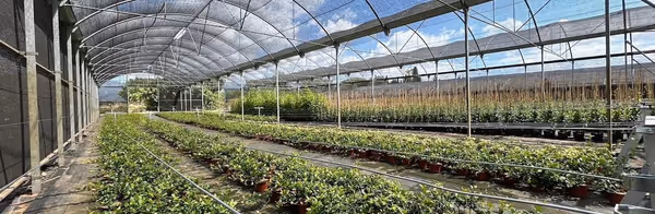 Panoramic view of the Cardedeu greenhouse