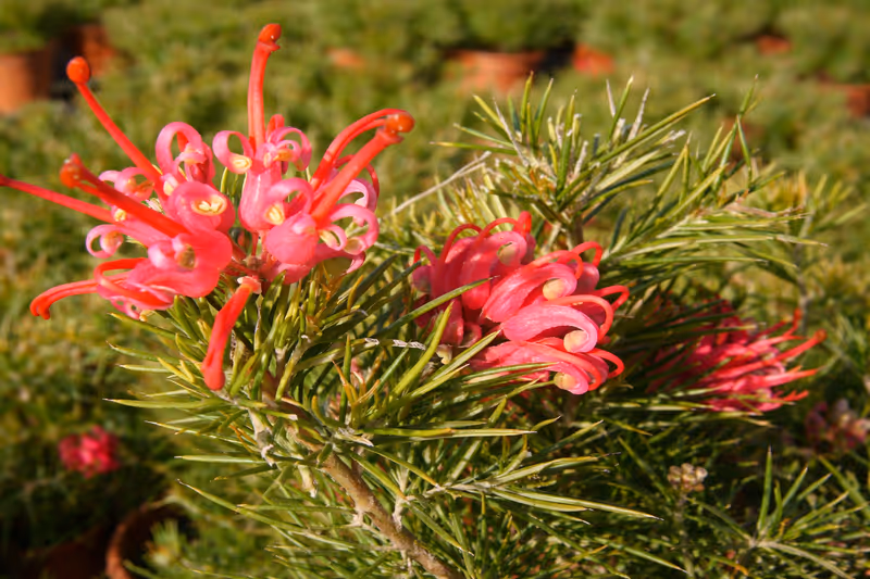 Catàleg Grevillea
