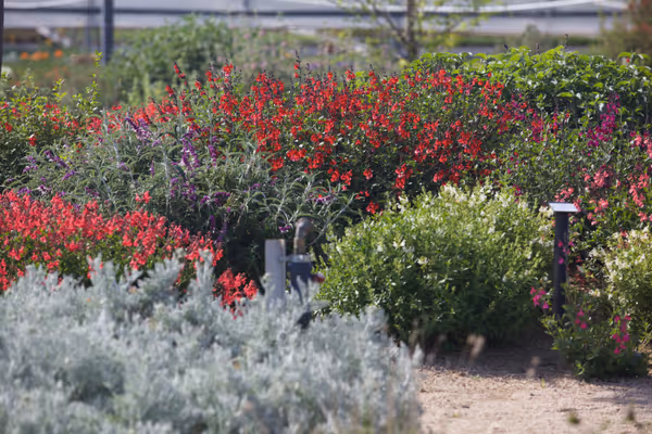 Zones du jardin méditerranéen