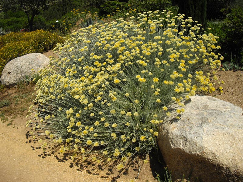 Helichrysum orientale florImagen de Helichrysum orientale. Fuente: wikipedia.es